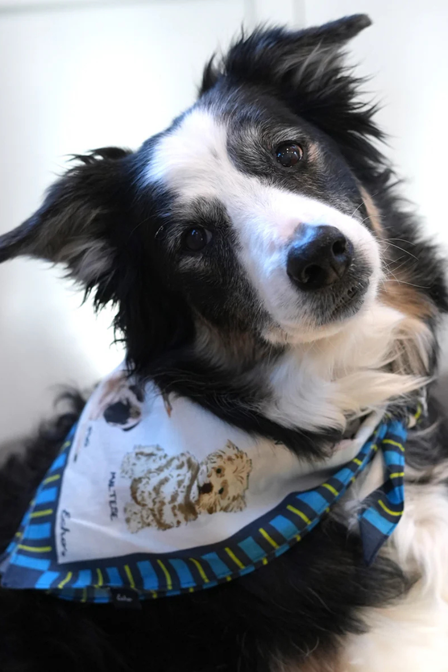 Dog Days Cotton Bandana