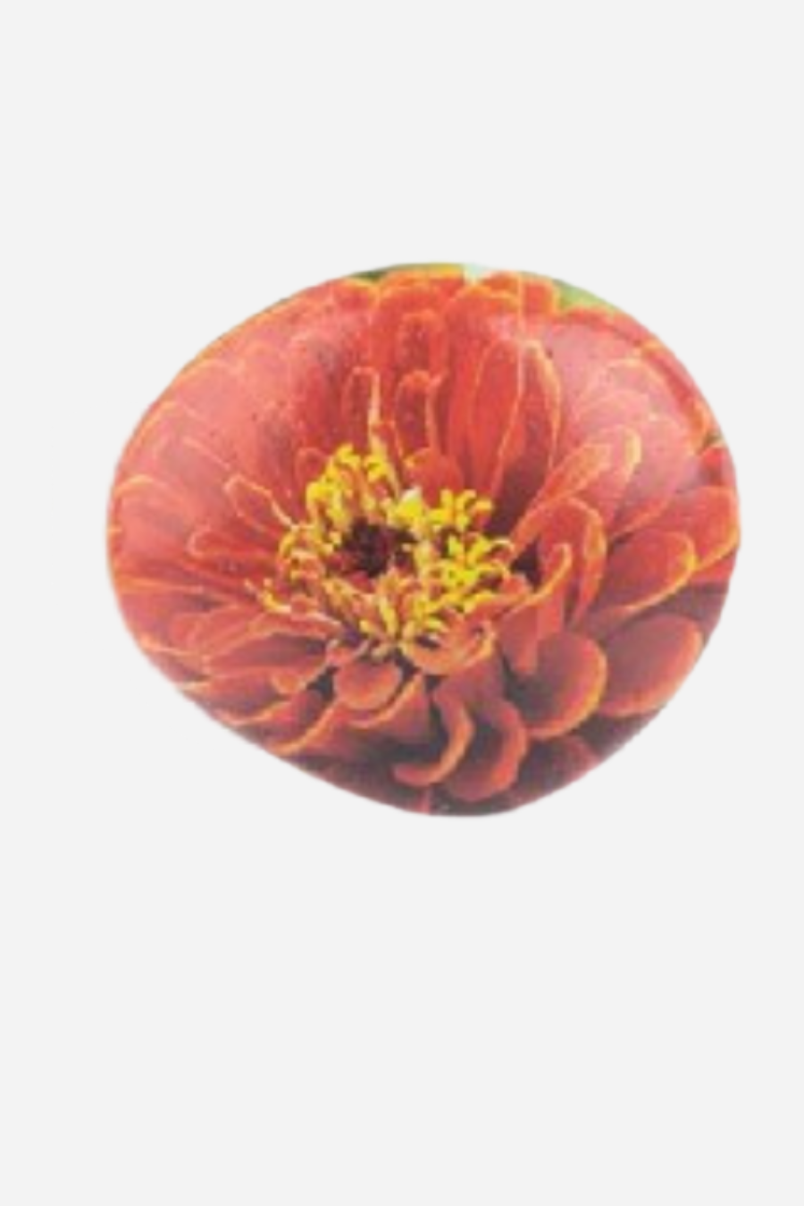 Flower Art Rocks