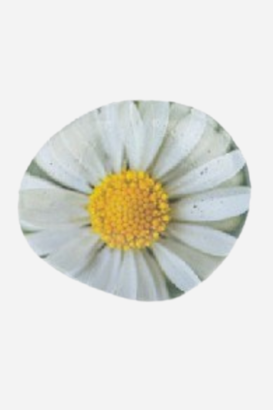 Flower Art Rocks