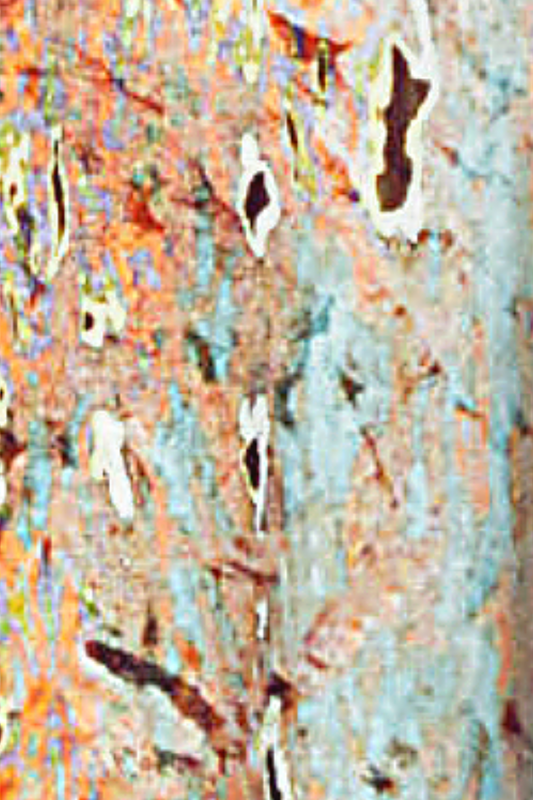 Mitra Shirt in Acquario Print Jersey