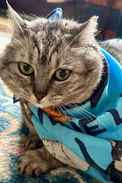 Nine Lives Cotton Bandana