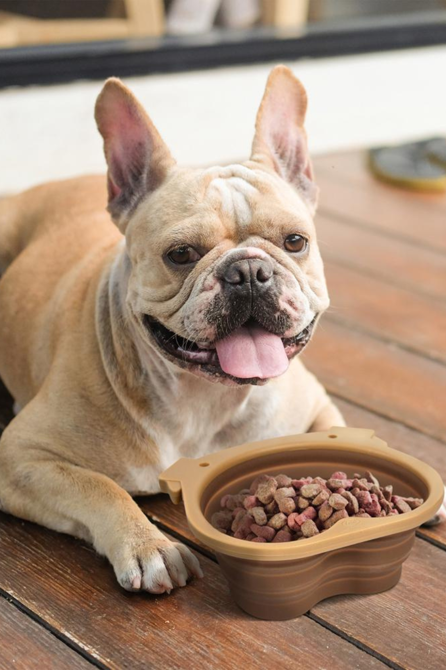 Collapsible Dog Bowl